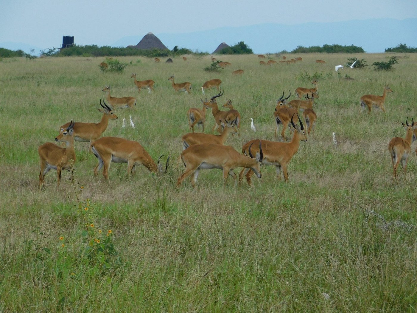 Herd of Uganda Kob on the Kasenyi Plains in Queen Elizabeth National Park